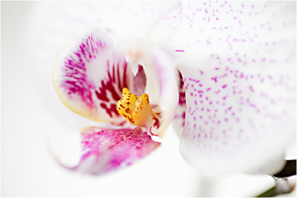 orchidee_blog01