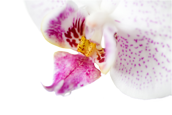 orchidee_blog01