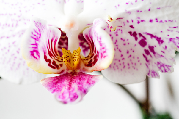 orchidee_blog01