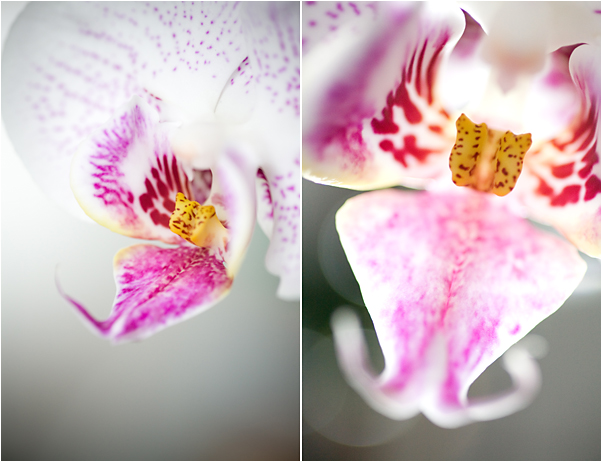 orchidee_blog01